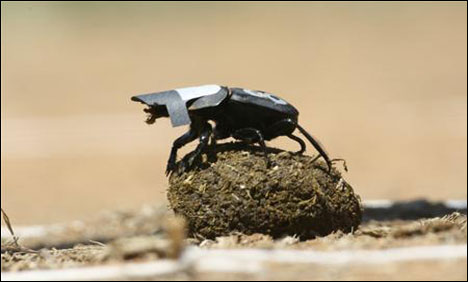 Dung beetles look to the stars