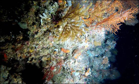 Scientists discover deep sea corals