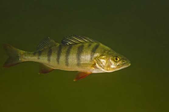 Study: Fish in drug-tainted water suffer reaction