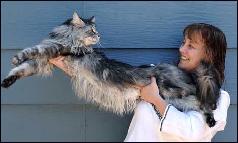World's longest cat dies in Nevada