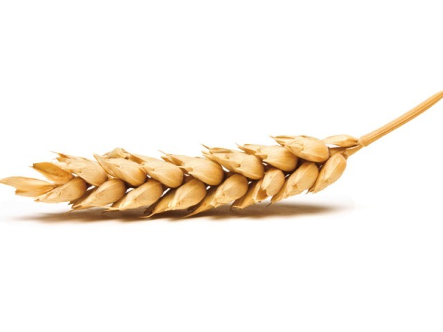 Provinces, PASSCO to buy 8.9m tons of wheat