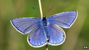 Butterflies suffered in cold and wet 2012, says charity