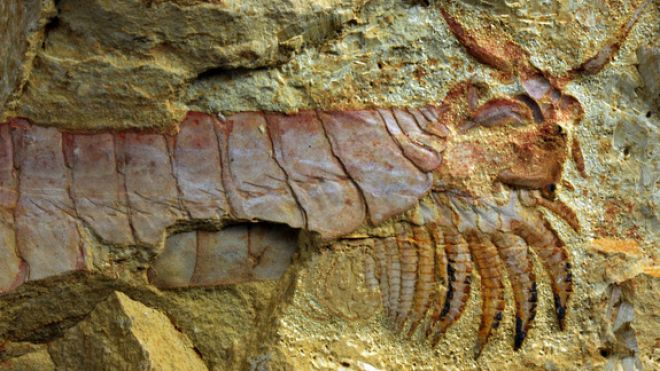 500-million-year-old sea creature found
