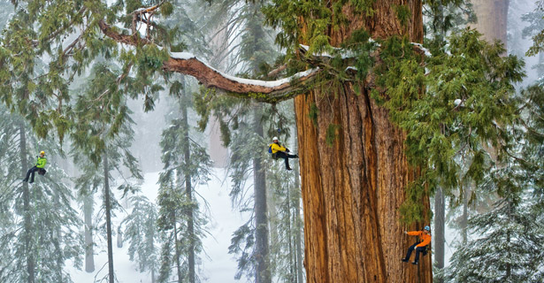 A tree-climbing scientist and his team have learned surprising new facts about giant sequoias by measuring them inch by inch.
