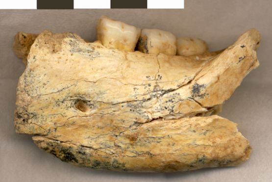 Half-million-year-old human jawbone found