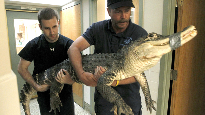  7-foot alligator removed from Ohio basement