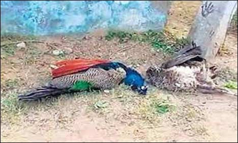 48 peacocks die in nine days in Tharparkar