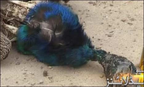 Four more peacocks die of Ranikhet in Tharparkar 