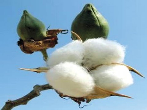 Plan to produce 14.1 million cotton bales