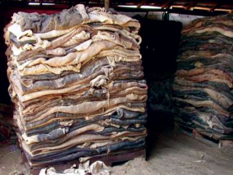PTA opposes closure notice for hide and skin business in Multan