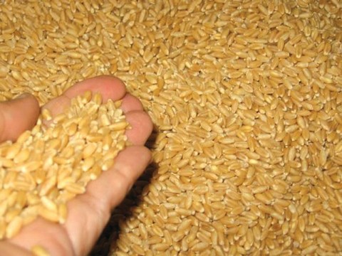Punjab govt to purchase 4 million tons wheat