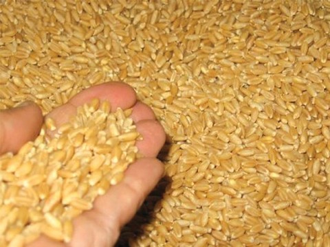 Punjab has sufficient wheat stocks 
