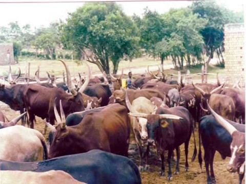 Rs 168m projects for uplift of livestock sector in Fata