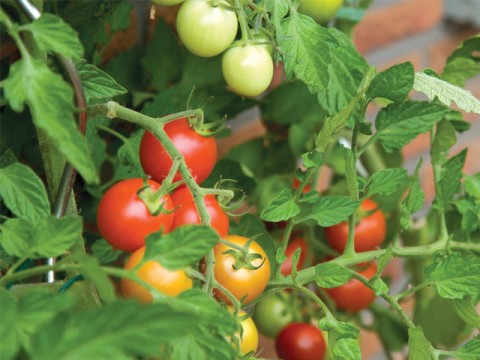 Tomato prices witness sharp increase